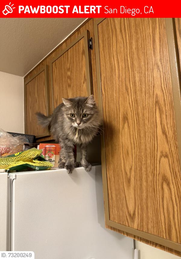 Lost Female Cat last seen Near gas station, San Diego, CA 92126