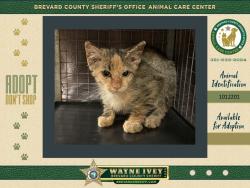 Shelter Stray Female Cat last seen Near Kenilworth Court, TITUSVILLE, FL, 32780, 5100 W Eau Gallie Blvd, Melbourne, FL 32934, USA