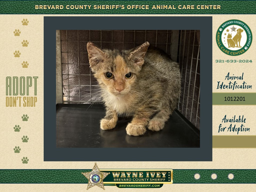 Shelter Stray Female Cat last seen Near Kenilworth Court, TITUSVILLE, FL, 32780, 5100 W Eau Gallie Blvd, Melbourne, FL 32934, USA