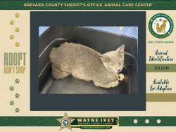 Shelter Stray Female Cat last seen US1 southbound, MIMS, FL, 32754, 5100 W Eau Gallie Blvd, Melbourne, FL 32934, USA