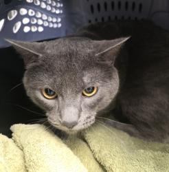Shelter Stray Male Cat last seen NW Lovejoy/9th, PORTLAND, OR, 97209, 1700 W Historic Columbia River Hwy, Troutdale, OR 97060, USA