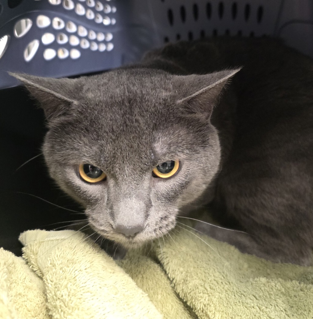 Shelter Stray Male Cat last seen NW Lovejoy/9th, PORTLAND, OR, 97209, 1700 W Historic Columbia River Hwy, Troutdale, OR 97060, USA