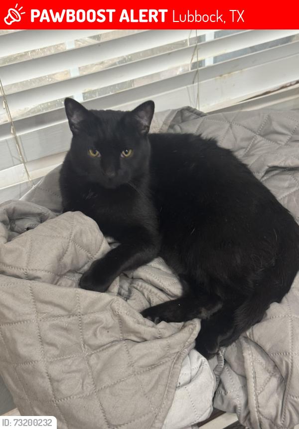 Lost Male Cat last seen Near blk 9th, Lubbock, TX 79416