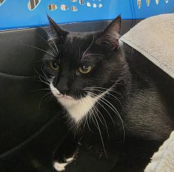 Shelter Stray Female Cat last seen NW Lovejoy/9th, PORTLAND, OR, 97209, 1700 W Historic Columbia River Hwy, Troutdale, OR 97060, USA