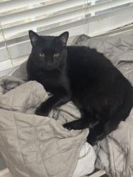 Lost Male Cat last seen Near blk 9th, Lubbock, TX 79416