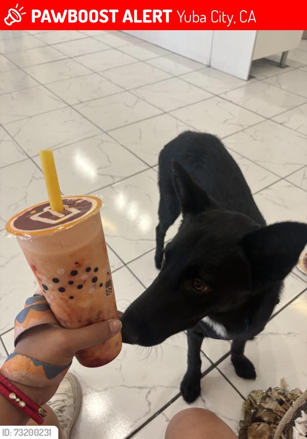 Lost Male Dog last seen Yuba high school, Yuba City, CA 95991