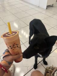 Lost Male Dog last seen Yuba high school, Yuba City, CA 95991