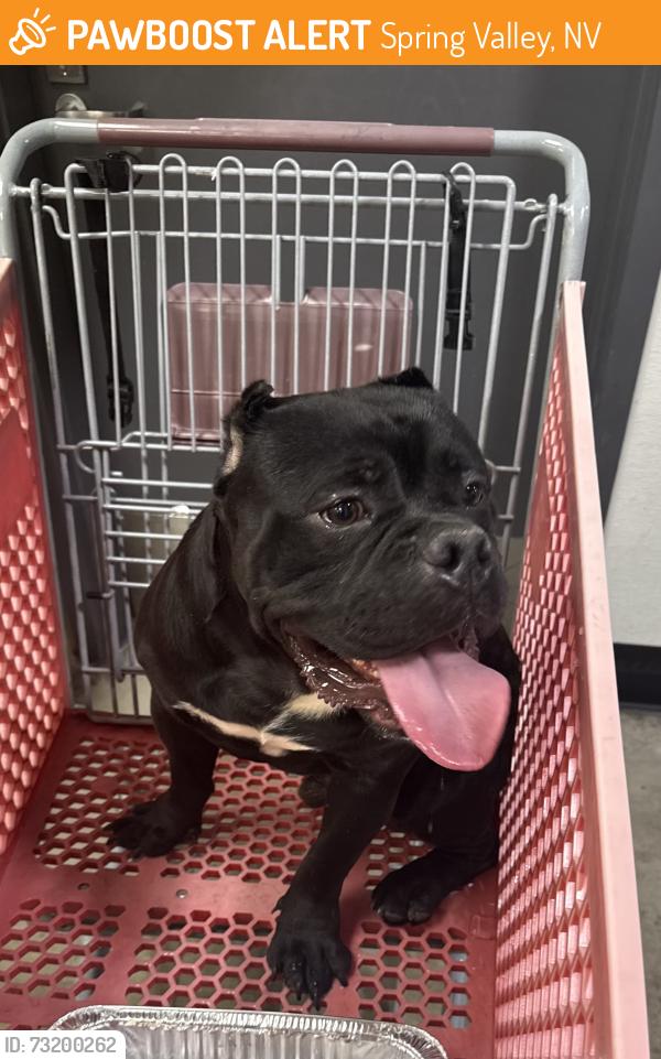 Found/Stray Male Dog last seen Buffalo and W. Flamingo, Spring Valley, NV 89147