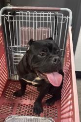 Found/Stray Male Dog last seen Buffalo and W. Flamingo, Spring Valley, NV 89147