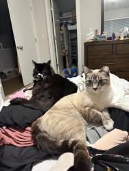 Lost Female Cat last seen On sw 153rd Ave in beaverton, Beaverton, OR 97007
