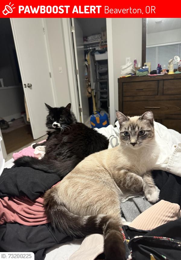 Lost Female Cat last seen On sw 153rd Ave in beaverton, Beaverton, OR 97007