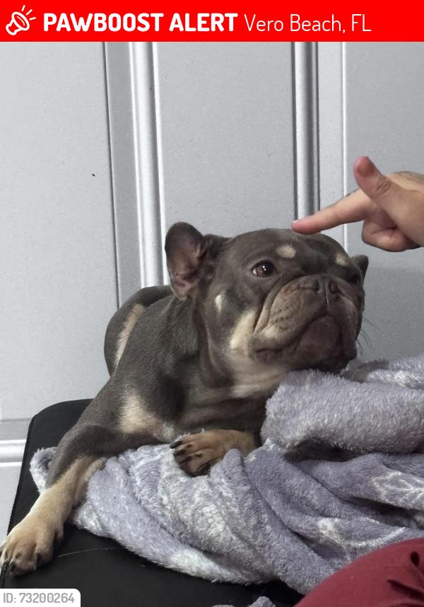 Lost Female Dog last seen Was unexpectedly left at South Beach Park., Vero Beach, FL 32961