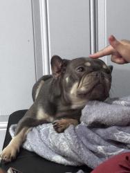 Lost Female Dog last seen Was unexpectedly left at South Beach Park., Vero Beach, FL 32961