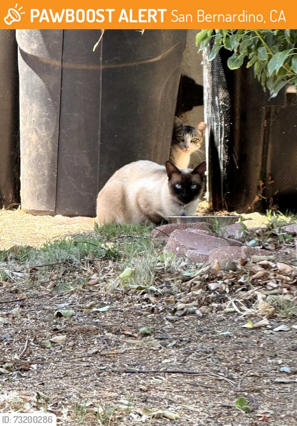 Found/Stray Unknown Cat last seen Lawrence Ave & E 27th St., San Bernardino, CA 92404