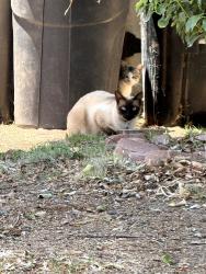 Found/Stray Unknown Cat last seen Lawrence Ave & E 27th St., San Bernardino, CA 92404