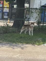Found/Stray Male Dog last seen Airline dr, Houston, TX 77076