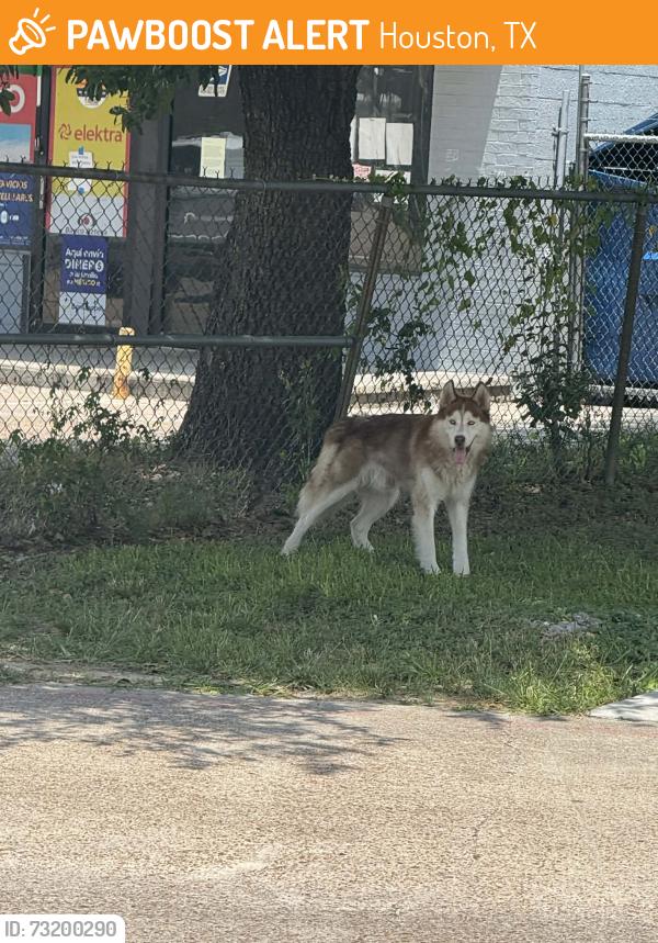 Found/Stray Male Dog last seen Airline dr, Houston, TX 77076