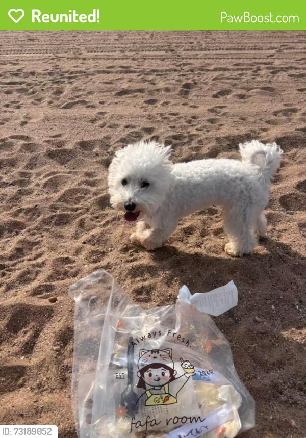 Reunited Male Dog last seen Around 6pm near Parking Lot 8, walking toward the parking lot road or cross into the neighborhood, Staten Island, NY 10305