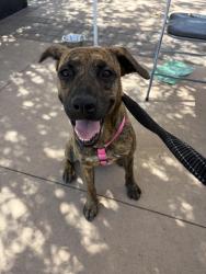 Lost Female Dog last seen Bleimeyer, Las Cruces, NM 88007