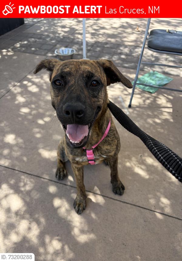 Lost Female Dog last seen Bleimeyer, Las Cruces, NM 88007