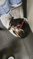 Lost Male Dog last seen Oak Glen Ave and Holt Blvd, Montclair, CA 91763