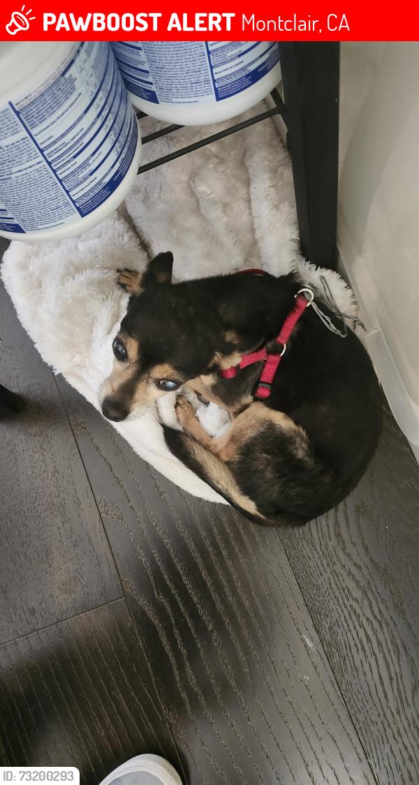 Lost Male Dog last seen Oak Glen Ave and Holt Blvd, Montclair, CA 91763
