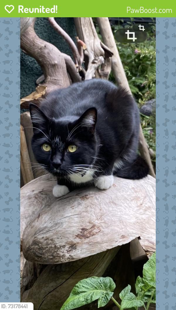 Reunited Male Cat last seen 3rd and Lakewood, Vancouver, BC 