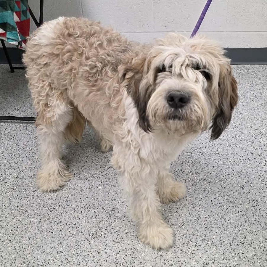 Shelter Stray Female Dog last seen , 5801 Graye Ln, Caldwell, ID 83607, USA