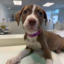 Shelter Stray Female Dog last seen , 3612 11th Ave, Los Angeles, CA 90018, USA