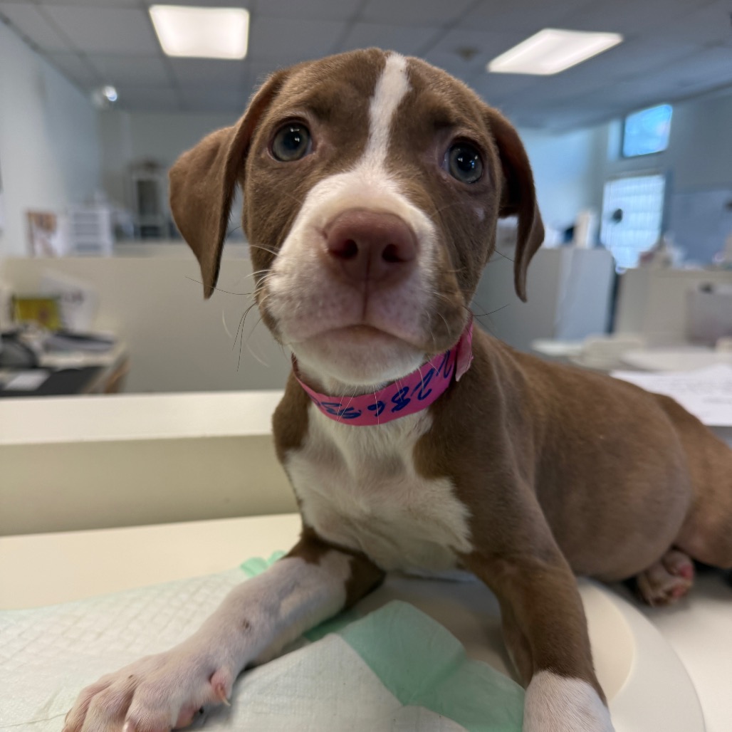Shelter Stray Female Dog last seen , 3612 11th Ave, Los Angeles, CA 90018, USA