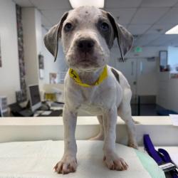 Shelter Stray Male Dog last seen , 3612 11th Ave, Los Angeles, CA 90018, USA