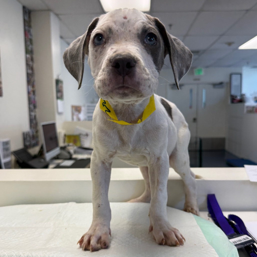 Shelter Stray Male Dog last seen , 3612 11th Ave, Los Angeles, CA 90018, USA