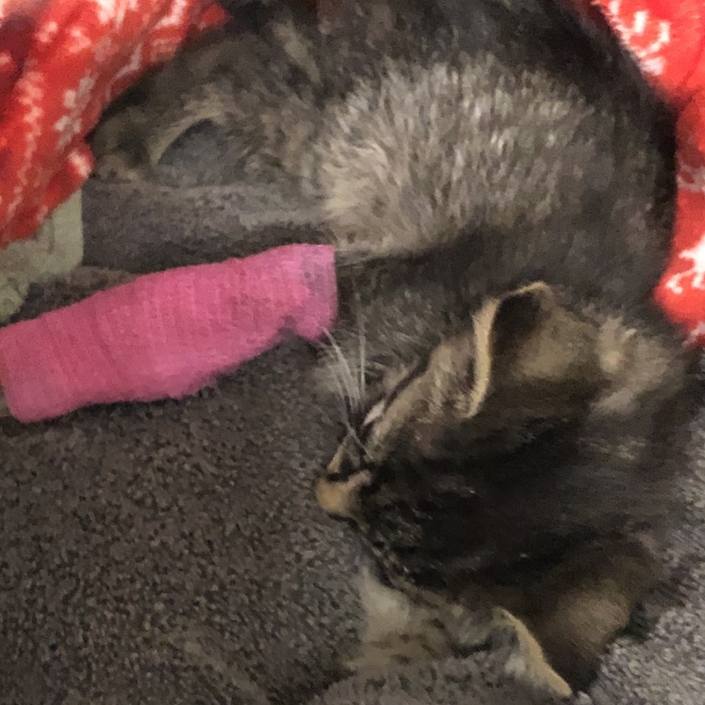 Shelter Stray Male Cat last seen , 1013 Garfield St, Oak Park, IL 60304, USA