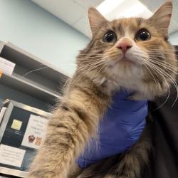 Shelter Stray Female Cat last seen , 980 Guilford College Rd, Greensboro, NC 27409, USA