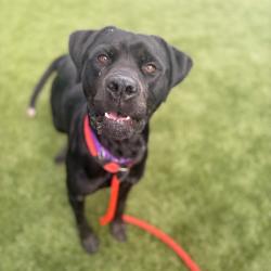 Shelter Stray Male Dog last seen , Animal Care & Control Team of Philly, 111 W Hunting Park Ave, Philadelphia, PA 19140, USA