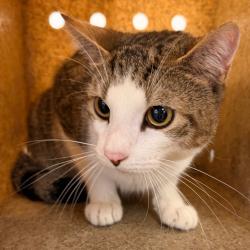 Shelter Stray Male Cat last seen , Animal Care & Control Team of Philly, 111 W Hunting Park Ave, Philadelphia, PA 19140, USA