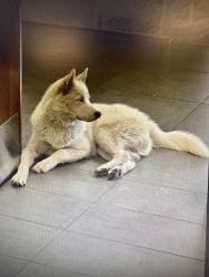 Found/Stray Male Dog last seen Valley Blvd and Cherry Ave, Fontana, CA 92334