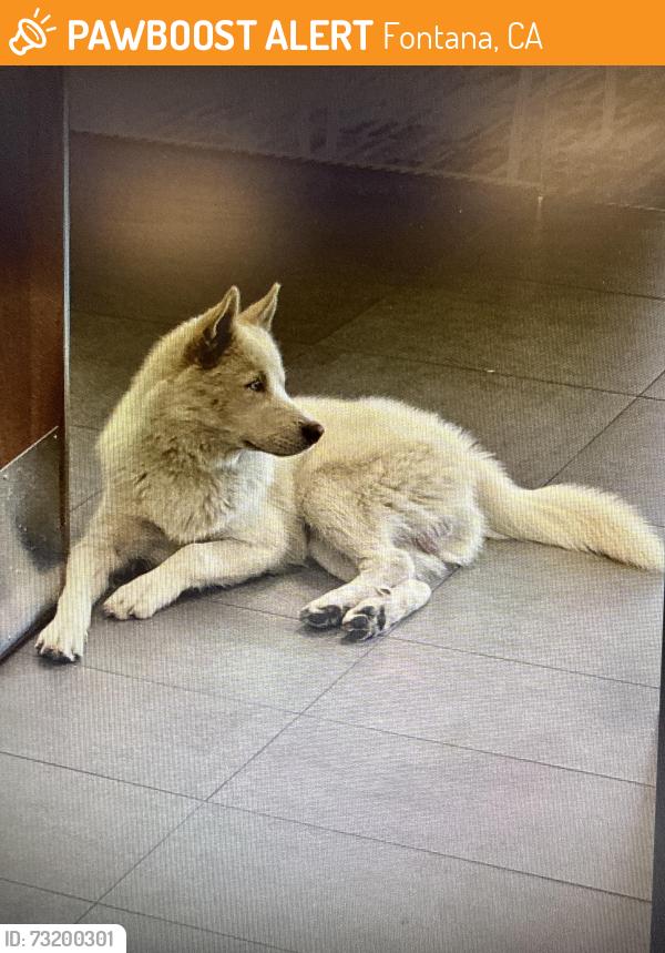 Found/Stray Male Dog last seen Valley Blvd and Cherry Ave, Fontana, CA 92334