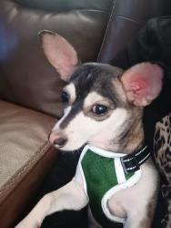 Lost Female Dog last seen Pinebrook school, Jacksonville, FL 32207