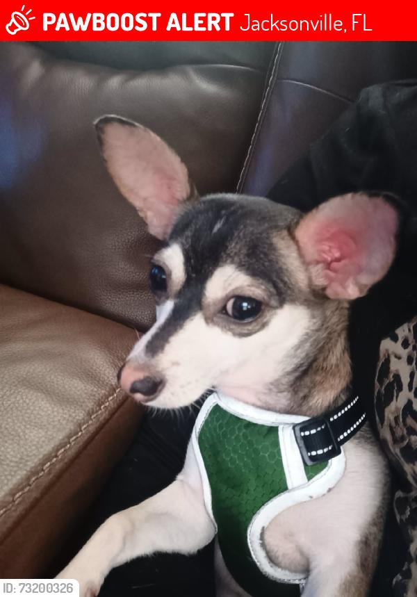 Lost Female Dog last seen Pinebrook school, Jacksonville, FL 32207