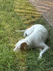 Found/Stray Female Dog last seen 3 mile line, Palmview, TX 78572