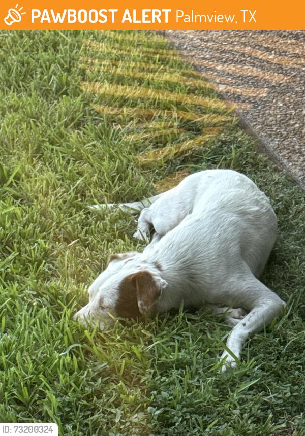 Found/Stray Female Dog last seen 3 mile line, Palmview, TX 78572