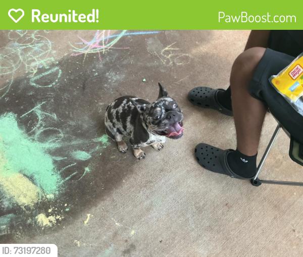 Reunited Female Dog last seen Pembroke Park McDonough Ga, McDonough, GA 30253