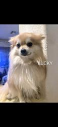 Lost Male Dog last seen Henderson and Pine, Santa Ana, CA 92701