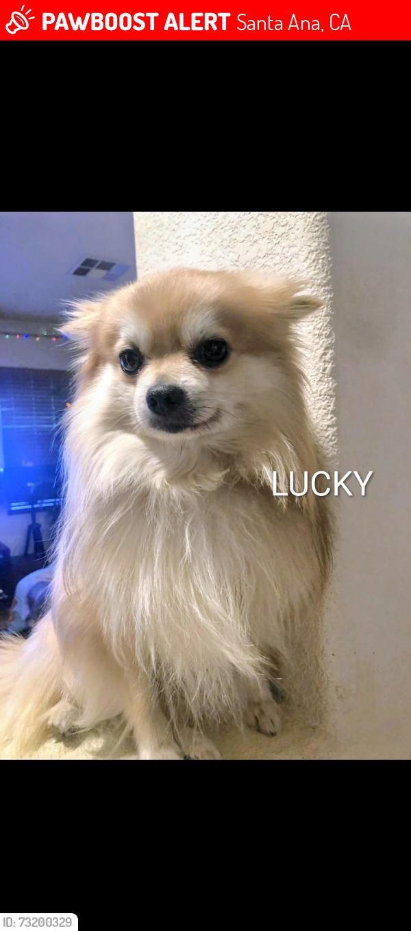 Lost Male Dog last seen Henderson and Pine, Santa Ana, CA 92701