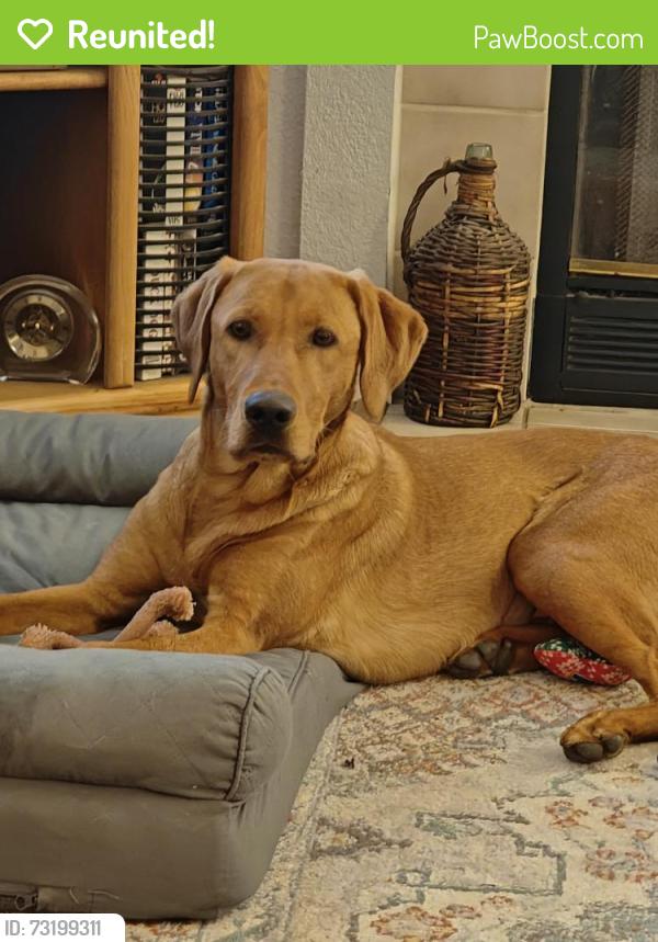 Reunited Male Dog last seen Singleton Ct, Antelope, CA 95843
