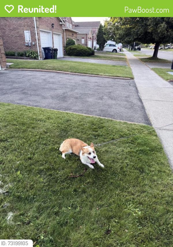 Reunited Female Dog last seen Near new forest square, Toronto, ON M1V 2Z6