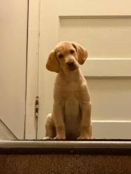 Reunited Female Dog last seen Stores, Salt Lake City, UT 84120