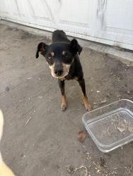 Found/Stray Unknown Dog last seen Arlington/ West Adams, Los Angeles, CA 90007