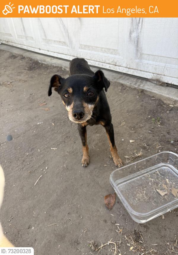 Found/Stray Unknown Dog last seen Arlington/ West Adams, Los Angeles, CA 90007